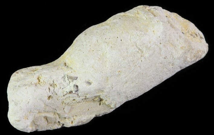 Cretaceous Fish Coprolite (Fossil Poop) - Kansas #64180